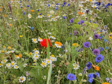 Blomster